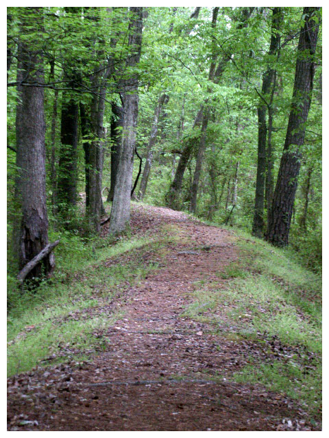 Wooded Roanoke Canal Trail
